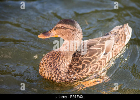 Schönen einzelnen weibliche Ente Stockente, Anas platyrhynchos auf einem See in Dänemark im warmen Sonnenlicht Stockfoto