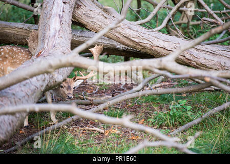 Damwild Dama Dama in einem Wald in Dänemark auf der Suche nach Nahrung Stockfoto