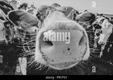 Weiße Kuh Nahaufnahme Portrait auf der Weide. Farm Animal in die Kamera schaut mit Weitwinkelobjektiv. Lustig und adorable animals. Rinder Uk. Große, übergroße Nase. Stockfoto