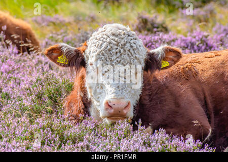 Kuh mit lockigem Haar auf dem Kopf liegend auf Feld mit Heather Blumen. Close up Portrait von Hereford Kühe auf der Weide. Farm Animal in die Kamera schaut. Lustig ein Stockfoto