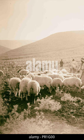 Psalm 23, Schafe 1898, Naher Osten, Israel und/oder Palästina Stockfoto