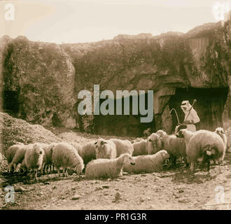 Psalm 23, Schafe 1898, Naher Osten, Israel und/oder Palästina Stockfoto