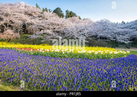 Reisen Cherry Blossom Flower Park in Hamamatsu, Shizuoka, Japan Stockfoto