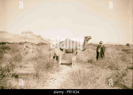 Beduinen leben in Trans-Jordanien. Mutter und Baby Camel. 1920, Jordanien Stockfoto