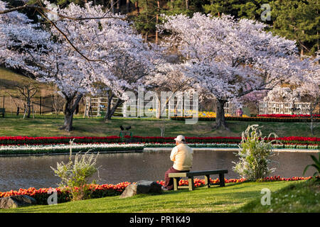 Reisen Cherry Blossom Flower Park in Hamamatsu, Shizuoka, Japan Stockfoto