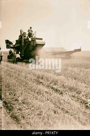 Moderne Harvester auf der Ebene von Esdraelon. 26. Mai 1935. 1935, Israel Stockfoto
