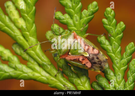 Juniper (Cyphostethus tristriatus Shieldbug) in Ruhe auf Lawson's Cypress Zweig. Tipperary, Irland Stockfoto