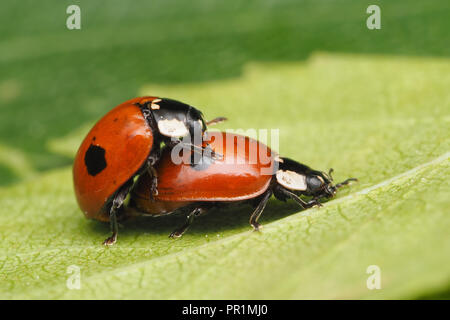 Passenden 2-Punkt Marienkäfer (Adalia bipunctata) auf der Unterseite der Birke Blatt. Tipperary, Irland Stockfoto