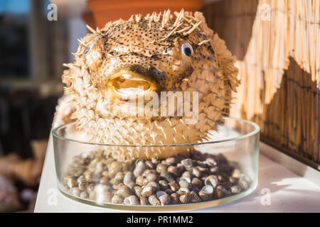 Blowfish oder Kugelfische in Souvenir shop. Krümmungsanalyse mit Stacheln Krümmungsanalyse mit Stacheln Fisch. Stockfoto