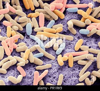 E.-coli-Bakterien. Farbige Scanning Electron Micrograph der stabförmigen, Gram-negative Bakterien Escherichia coli, die gemeinhin als E. coli bekannt. Diese Bakterien sind normale Bewohner des menschlichen Darms (auch tierischen Darm) und sind in der Regel harmlos. Unter bestimmten Bedingungen E. coli in Anzahl und Ursache Infektion erhöhen. Vergrößerung: x8000 bei 10 Zentimeter Breite gedruckt. Stockfoto