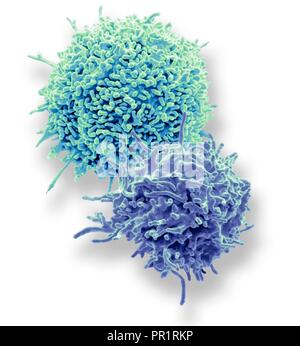 Ruhende T-Lymphozyten. Farbige Scanning Electron Micrograph (SEM) Der ruhende T-Lymphozyten aus menschlichem Blut Probe. T-Lymphozyten, T-Zellen gehören zu den weißen Blutkörperchen und Komponenten des Immunsystems des Körpers. Sie reifen im Thymus. T-Lymphozyten erkennen einen bestimmten Standort auf der Oberfläche von Krankheitserregern oder Fremdkörper (Antigene), bind, und aktiviert werden Antikörper oder Zellen zu produzieren, das Antigen zu beseitigen. Muster mit freundlicher Genehmigung von Professor Greg Türme, University College London, UK. Vergrößerung: x7000 bei 10 Zentimeter Breite gedruckt. Stockfoto