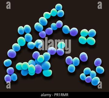 Staphylococcus aureus. Farbige Scanning Electron Micrograph (SEM) der Staphylococcus aureus-Bakterien. Diese Gram-positive Bakterien verursachen Infektionen der Haut und oft wachsen in diese Traube - wie Cluster von kleinen Kugeln (Kokken). S. aureus ist extrem allgemein in den Menschen harmlos Leben auf der Haut und in der Nase, Hals und Dickdarm. Die Behandlung mit Antibiotika ist die Infektion ist ernst. Varianten von S. aureus (MRSA) haben Widerstand gegen viele Antibiotika entwickelt. Vergrößerung: x6000 bei 10 Zentimeter Breite gedruckt. Stockfoto