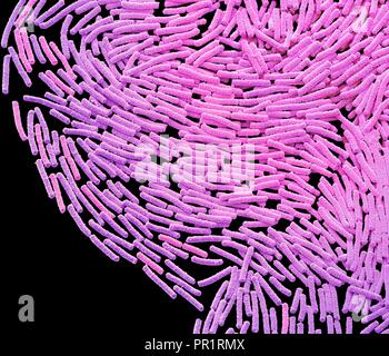 Bacillus megaterium bakterielle Kolonie, Farbig Scanning Electron Micrograph (SEM). Diese stabförmigen Gram-positive Bakterien im Boden gefunden. Es ist eine der größten bakteriellen Zellen, bis zu vier Mikrometer lang. Aus diesem Grund ist es eine beliebte Organismus für bakterielle Forschung. Vergrößerung: x2000 bei 10 cm Breite gedruckt Stockfoto