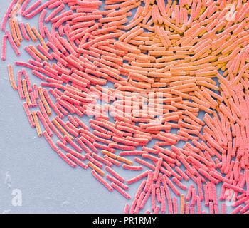 Bacillus megaterium bakterielle Kolonie, Farbig Scanning Electron Micrograph (SEM). Diese stabförmigen Gram-positive Bakterien im Boden gefunden. Es ist eine der größten bakteriellen Zellen, bis zu vier Mikrometer lang. Aus diesem Grund ist es eine beliebte Organismus für bakterielle Forschung. Vergrößerung: x2000 bei 10 cm Breite gedruckt Stockfoto