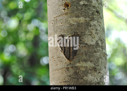 Eine braune Herz Form in einem Baum, in Lithia Park, Ashland, Oregon, USA, mit einem verschwommenen grünen Wald Hintergrund Stockfoto