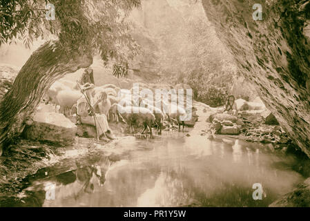 Hirten leben, die die Xxiii. Psalm "Der Herr ist mein Hirte". 1910 Stockfoto