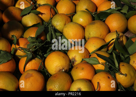 Vouliagmeni Athen Griechenland Samstag Markt Nahaufnahme von Orangen Stockfoto