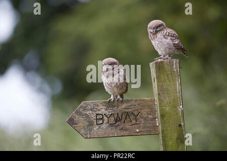 Ein Paar, zwei, kleine Eule Bezeichnung steht auf einem seitenweg Wegweiser, Athene noctua, East Yorkshire, Großbritannien Stockfoto