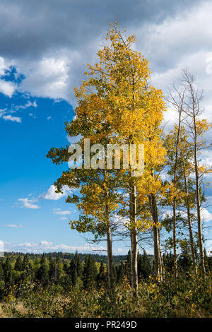 Herbst Szene einer Aspen Grove mit Laub drehen Goldgelb unter einem strahlend blauen Himmel und weißen Wolken - vertikale Ausrichtung Stockfoto