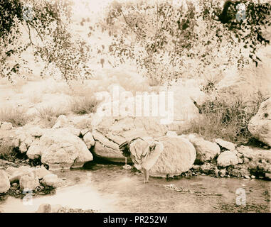 Um das Tote Meer (Bahr Lut). 'Ain Jiddy, obere Feder. 1898, Federn, Israel, Ein Gedi Stockfoto