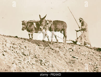 Übersicht arabischer Mann pflügen. 1898, im Nahen Osten, Israel und/oder Palästina Stockfoto