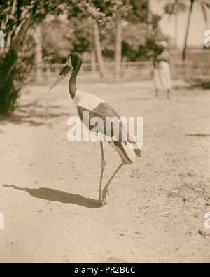 Sudan. Khartum. Khartum Zoo. Die rote Bill (Ephippiorhynchus senegalensis). 1936, Sudan, Khartum Stockfoto