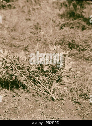 Kenia Kolonie. Plantagen in Kenia Kolonie. Nahaufnahme von einem Kaffee Niederlassung in Obst. 1936, Kenia Stockfoto