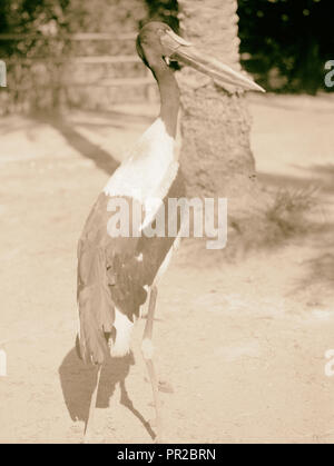 Sudan. Khartum. Khartum Zoo. Die rote Bill (Ephippiorhynchus senegalensis). 1936, Sudan, Khartum Stockfoto