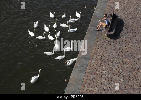 Junge Mädchen Fütterung Schwäne am Ufer der Moldau in Prag, Tschechische Republik. Stockfoto