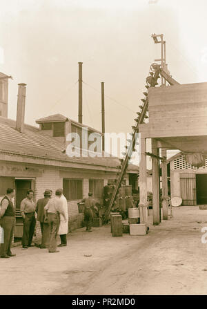 Jüdische Fabriken in Palästina auf Ebene von Sharon und entlang der Küste nach Haifa. Ramath Gan in der Nähe von Tel Aviv. Die Assis Ltd. Citrus Stockfoto