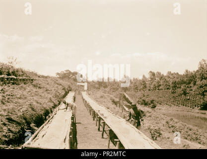 Plantagen in Kenia Kolonie. Trocknen die Fächer auf einer Kaffeeplantage. Close Up. 1936, Kenia Stockfoto