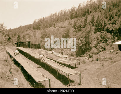 Plantagen in Kenia Kolonie. Trocknen die Fächer auf einer Kaffeeplantage. Close Up. 1936, Kenia Stockfoto