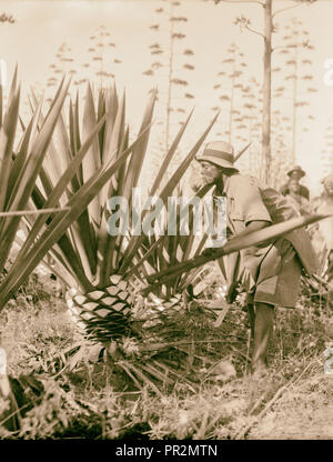 Plantagen in Kenia Kolonie. Sisal Ernte. Close Up. 1936, Kenia Stockfoto