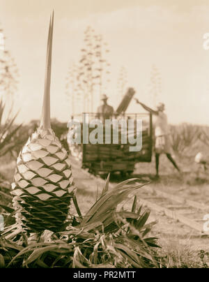 Plantagen in Kenia Kolonie. Nahaufnahme eines Sisal Anlage nach dem Schneiden. 1936, Kenia Stockfoto