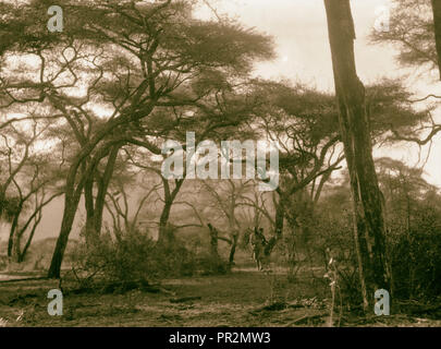 Kenia Kolonie. Namanga, südlichen Game Reserve. Wald auf dem Land in der Nähe von Namanga. 1936, Kenia, Namanga Stockfoto