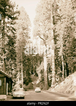 Sequoia National Park, Sept. 1957 Forest Road in der Nähe des Dorfes. 1957, Kalifornien, USA Stockfoto