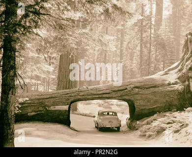 Sequoia National Park, Sept. 1957 der Tunnel anmelden. Auto fahren durch Passage durch Seite anmelden. 1957, Kalifornien, USA Stockfoto