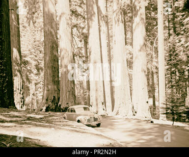 Sequoia National Park, Sept. 1957 der Tunnel anmelden. Der Kongress Gruppe?. 1957, Kalifornien, USA Stockfoto
