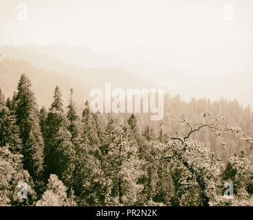 Sequoia National Park, Sept. 1957 Blick vom Käfer Rock übersicht Wald & Ferne gezackte reicht von mts. 1957, Kalifornien, USA Stockfoto