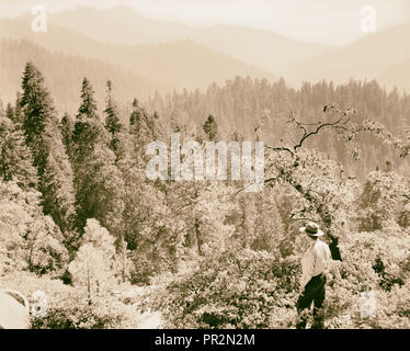 Sequoia National Park, Sept. 1957 Berg Szene, Wald, die fernen Gipfel. 1957, Kalifornien, USA Stockfoto