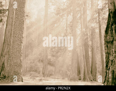 Sequoia National Park, Sept. 1957 Sonne, Wellen der Sonne Filterung durch den Hain. 1957, Kalifornien, USA Stockfoto