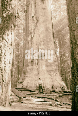 Sequoia National Park, Sept. 1957 "Die Toten Riesen" auffällig Ständigen [?] weiß Baum, bellte. 1957, Kalifornien, USA Stockfoto
