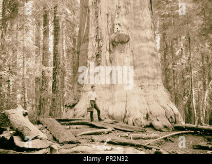 Sequoia National Park, Sept. 1957 "Die Toten Riesen" auffällig Ständigen [?] weiß Baum, bellte, näher. 1957, Kalifornien, USA Stockfoto