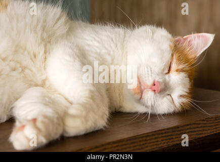 Die Katze schloss seine Augen und süß schliefen auf einem hölzernen Nachttisch Stockfoto