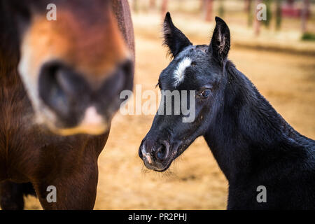 Nahaufnahme von einem schwarzen Fohlen weiße Markierung auf dem Kopf neben Mutter auf einer Ranch in Spanien Stockfoto