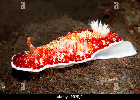 Nacktschnecken, Doris reticulatus, zuvor als Chromodoris reticulata. Tulamben, Bali, Indonesien. Bali Sea, Indischer Ozean Stockfoto