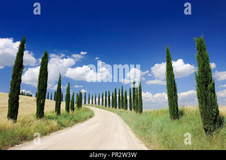 Italienische Landschaft, Toskana, unbefestigte Straße und Zeile des grünen Zypressen, blauer Himmel und weiße Wolken im Hintergrund Stockfoto