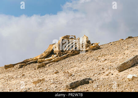 Eine komplette Kamel Leichnam auf einem Hügel in der Wüste Negev teilweise noch im Trockenen trockenen ausblenden Stockfoto