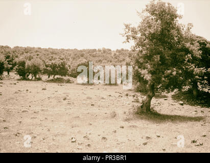 Jebel el-Drusische & Hauran. Eichenwald. Südlich von Soueida. 1938, Syrien, Suwaydāʾ Stockfoto