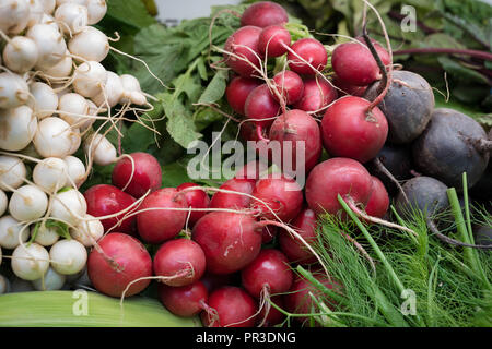 Eine Auswahl von Wurzelgemüse - Radieschen, Rüben, und Rüben - kunstvoll auf einer Ladentheke angeordnet. Stockfoto